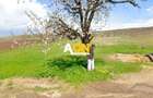 Teren intravilan, 3600 mp, la sosea, toate utilitatile, Oarda de Jos - 1