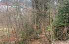 Sinaia - Furnica Urgent - Teren 1200 mp - 6
