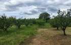 Casa P+M construita intr-o oaza de verdeata , departe de zgomotul orasului - 3