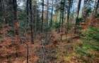 Teren forestier 2.500 mp, Vadurele comuna Alexandru cel Bun, jud. Neamț - 2