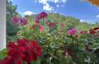 Casă individuală cu 7 camere cu Canalizare în Filipeștii de Pădure - 14