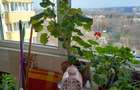 Apartament cu 3 camere decomandat în Doamna Ghica - 2