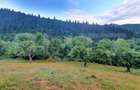 Teren intravilan, 31 ari, Ilva Mica, zona montana - 1