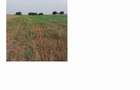 De vanzare sau inchiriere teren 4000 mp - 12