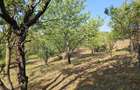 Vila rustica cu teren ca la munte 1291 mp semi central Iasi - 11