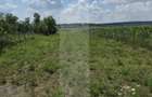 Teren intravilan, 1477mp , Loc. Balusenii Noi - Boto?ani - Balusenii Noi (Botosani)