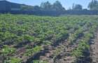 Teren agricol 1000mp, acces asfaltat, 35.000 EUR - 1