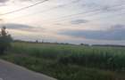 Teren 1300 la asfalt in Scrovi?tea langa Snagov - 2