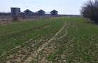 Teren intravilan Măgurele langa padurea Cornetu si Arges - 10