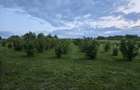 Teren de 27000 mp, în Orașu Nou - 2