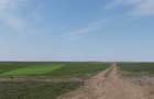 Teren extravilan 2000 mp la 25 km de Bucuresti - 2