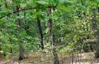 Vând pădure tânără în Vărsătura, com. Jaristea =5900 mp - 1