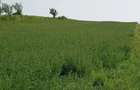 Vand teren intravilan - 4