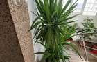 Apartament cu 4 camere în Dămăroaia - 4