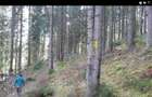 De vanzare 1 ha padure - 2
