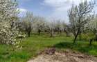 Teren intravilan Cocosesti (Paulesti) - 2