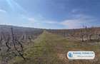 Antony Estate | Oportunitate de investitie, Ferma Padurea Galbena - Cehal, Marghita - 3