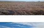 Pret redus! 10000mp intravilan Snagov Peris Tancabesti - 2