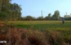 Teren Peri? Ilfov sat Buria? 2 154 m - 59 000 Eur negociabil - 1