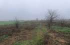Vand teren intravilan Campurelu - Giurgiu - 1