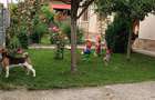 Casa de vanzare intr-un cartier Rezidential in Caransebes! - 6
