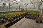 Inchiriez sera, solariu pentru productie flori sau legume - 5