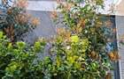 3 Camere de inchiriat | Timpuri Noi | 2 Bai | Centrala | Parcare - 11