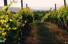 Vie Vanzare Podgoria Dealu-Mare, Boldesti-Scaeni, Prahova - 15,39 ha - 6