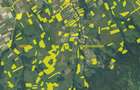 Cota 1/4 teren extravilan Dalboset, jud. Caras Severin - ... - 4