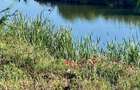 Teren la lac cu deschidere de 30m, 1000mp, langa Paradisul Verde - 3