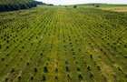 Plantatie Alun Frata Cluj 700.000 - 6