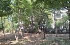 Teren intravilan 1260 mp - Tunari, Ilfov - 1
