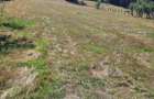 Teren de 1400 mp, în Săvârșin - 4