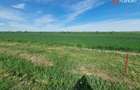 Teren extravilan de 9500 mp de vanzare in Remetea Mare - 2
