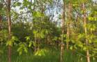 Teren cu planta?ie in regim propriu de salcam ?i stejar - 3