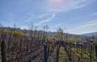 Teren intravilan 1308 mp Rediu | 9 min Copou / Pacurari - 4
