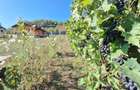Teren 1500 mp intravilan + cabana rustica Sighisoara - 1