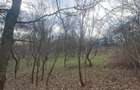 Vand teren intravilan 4900m2 - 3