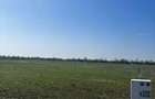 Vand teren in Eden Forest Crevedia - 4