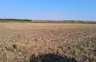 6 hectare de teren agricol arabil in comuna Motatei din judetul Dolj - 1