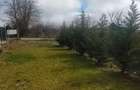 Poiana-teren 830mp deschidere 22ml, intre case - 4