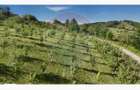 Teren 20.170mp | Livada | Suncuius, Bihor - 14