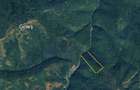 Padure de fag,5 hectare,in jud. HUNEDOARA - 2