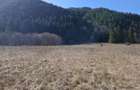 Teren Intravilan | Schitu Tarcau | 2089MP | Izvor | Platou - 8