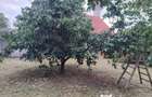 Proprietate cu 2 cladiri in Chisineu Cris - ID : RH-41243-property - 3