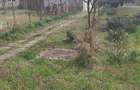 vand casa cu gradina - 2