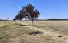Teren Construcții intravilan de 3750 mp, în Brănești - 5