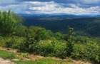 Teren Premium Intravilan Suncuius (Pojorata) - Ideal Glamping / Cabane. Panoramic, Padure, Utilitati - 3