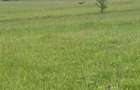 Teren Sighisoara zona Angofa 35.000 mp - 2