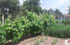 Casa in Beltiug 45000 Euro - 2